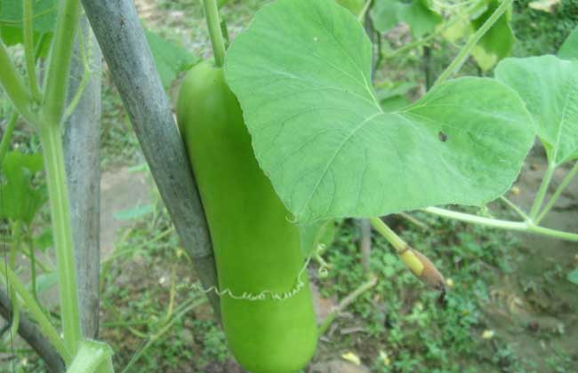 葫芦瓜怎么种植最好？