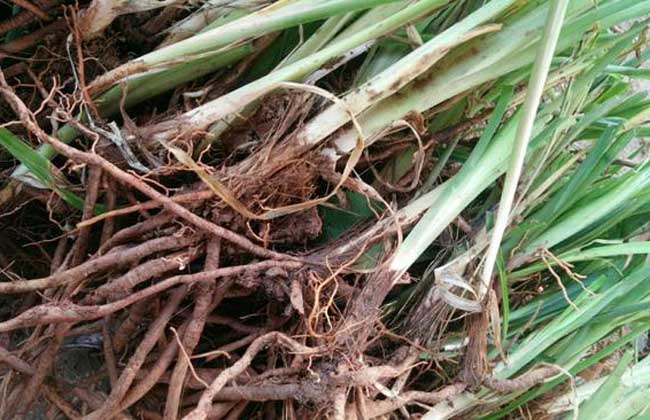 黄花菜种苗价格及种植方法