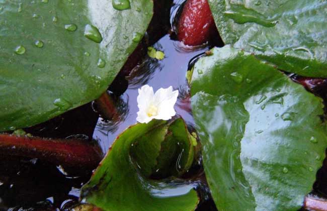 菱角种子价格及种植方法