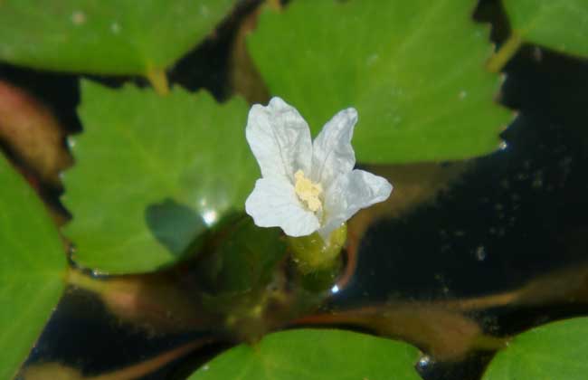 菱角种子价格及种植方法