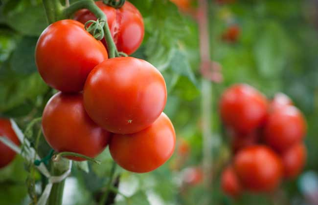 西红柿种子价格及种植方法
