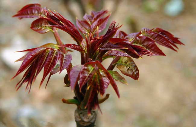 香椿种子价格及种植方法