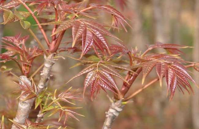 香椿种子价格及种植方法