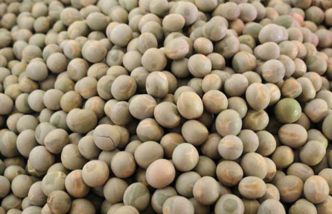 碗豆种子价格及种植方法