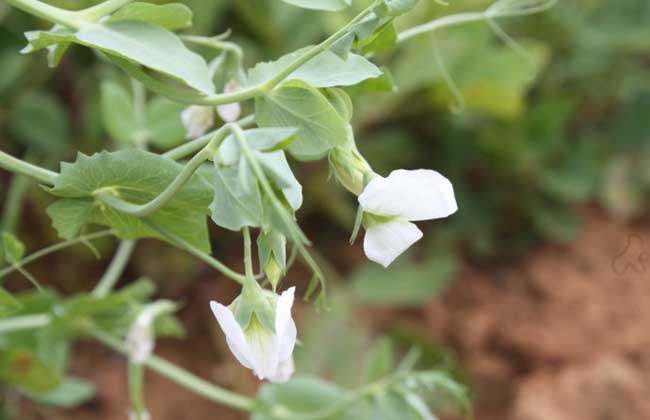 碗豆种子价格及种植方法