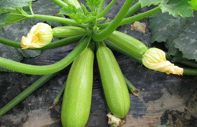 西葫芦种子价格及种植方法