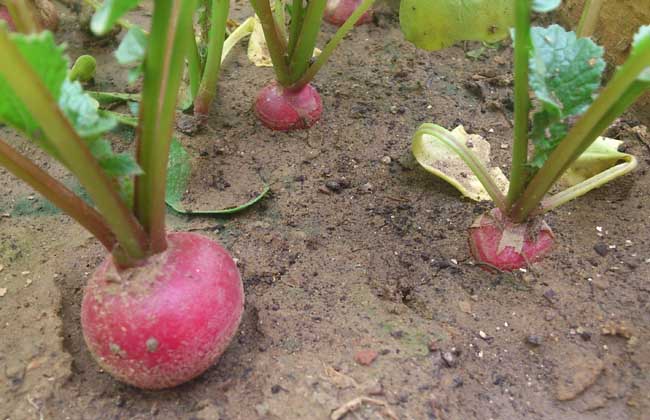 萝卜种子价格及种植方法