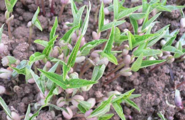 绿豆种子价格及种植方法