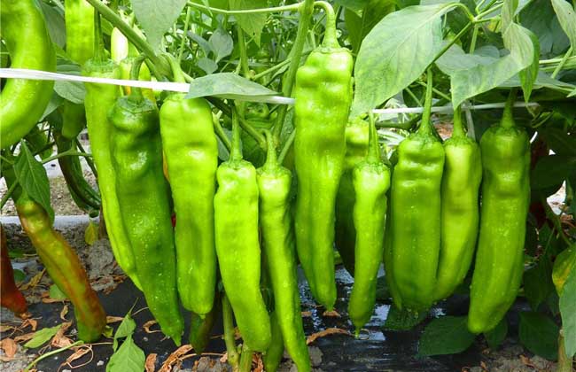 辣椒种子价格及种植方法