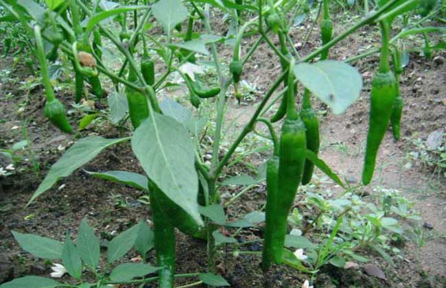 辣椒种子价格及种植方法