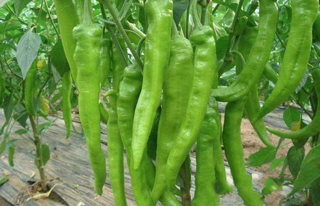 辣椒种子价格及种植方法