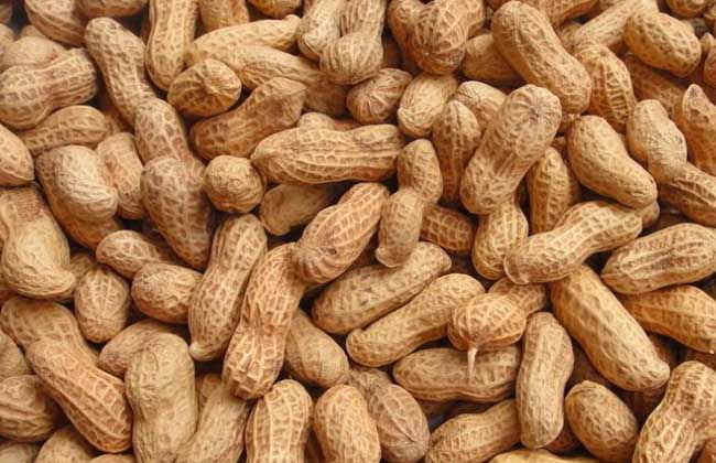 花生种子价格及种植方法