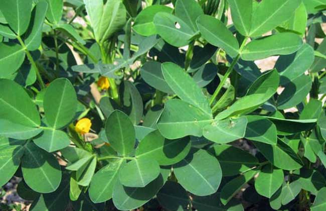 花生种子价格及种植方法