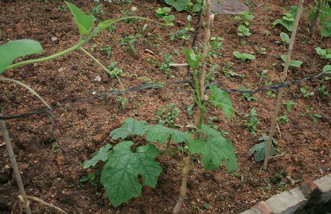 丝瓜种子价格及种植方法