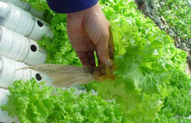 水培蔬菜怎么种植？