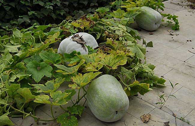 冬瓜种子价格及种植方法