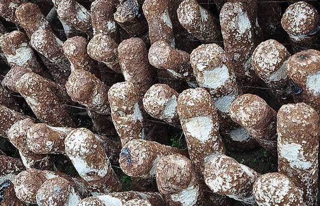 花菇高产种植技术