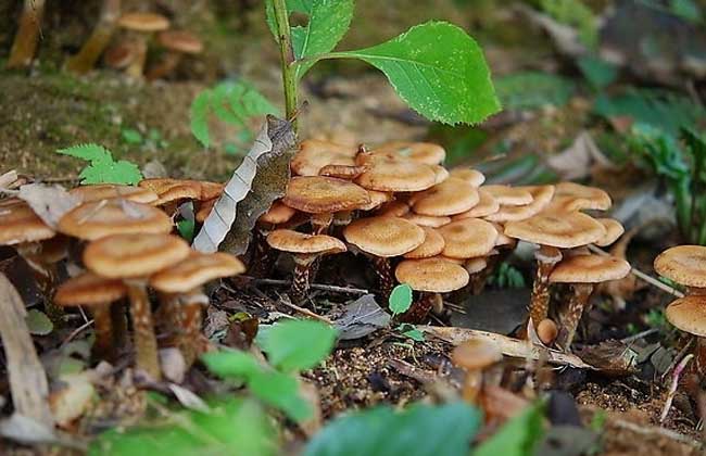 野生蘑菇怎么鉴别？