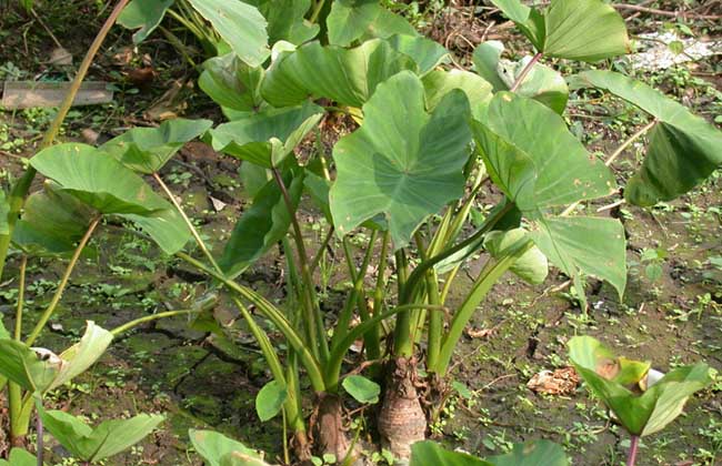 芋头高产种植技术