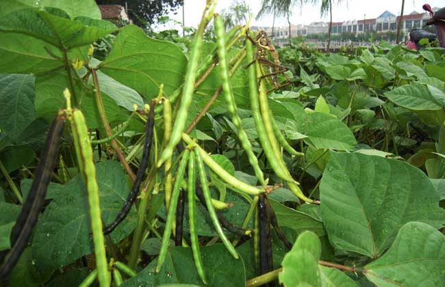 绿豆高产栽培技术