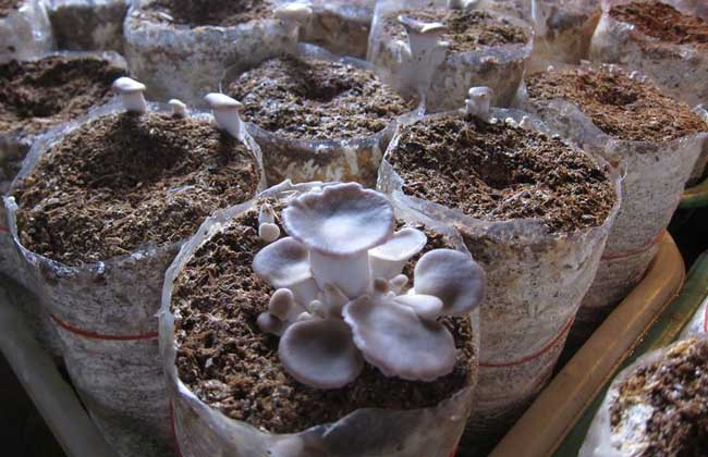 秀珍菇栽培技术