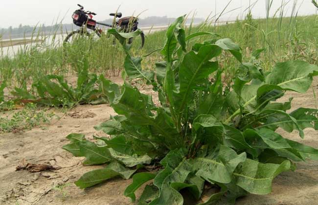 野菠菜是什么植物？