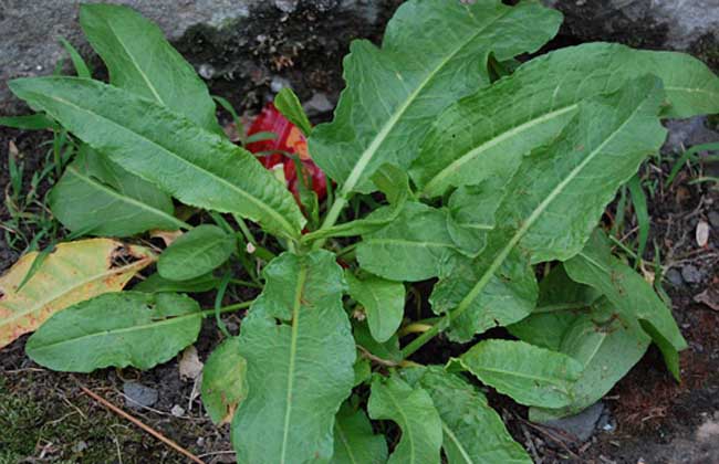 野菠菜是什么植物？