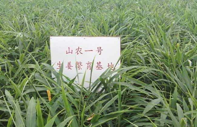 生姜高产品种有哪些？