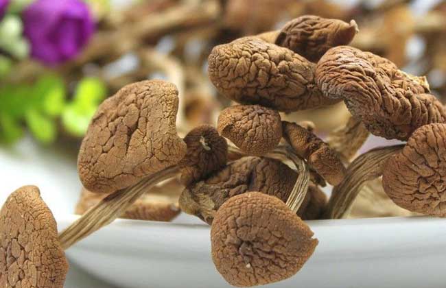 茶树菇的生长条件有哪些？