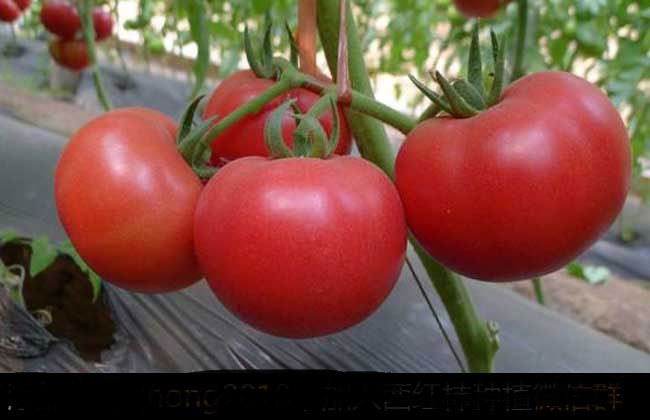 西红柿的种植管理技术