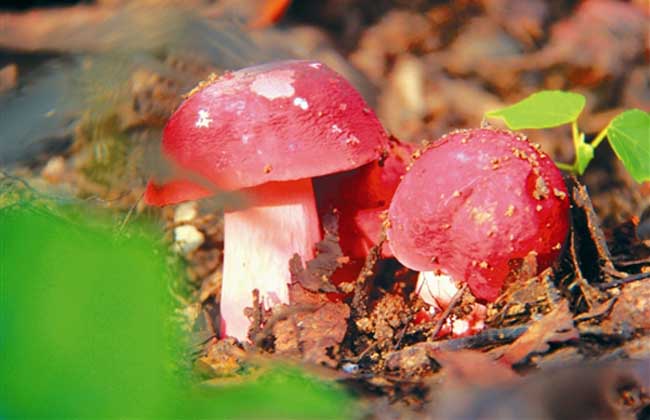 红菇的产地分布