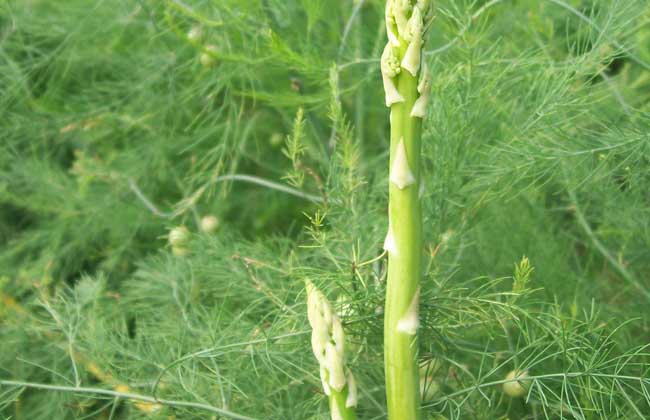 芦笋种植技术