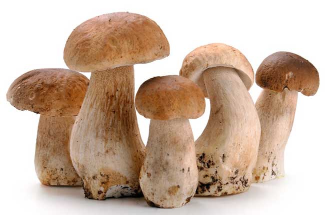 常见食用菌种类有哪些