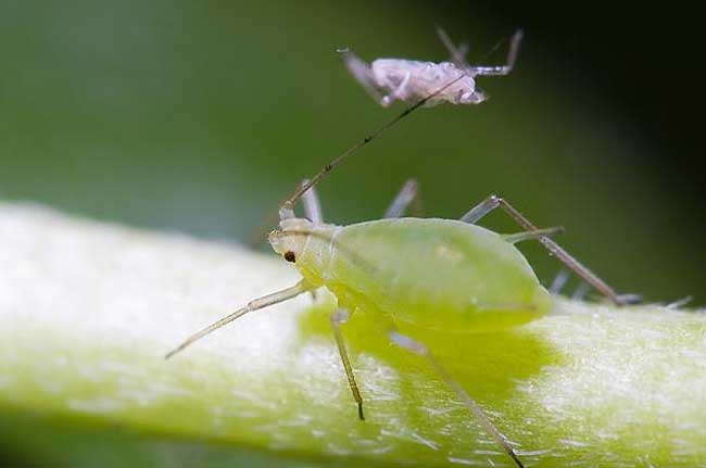 青菜主要虫害的防治方法