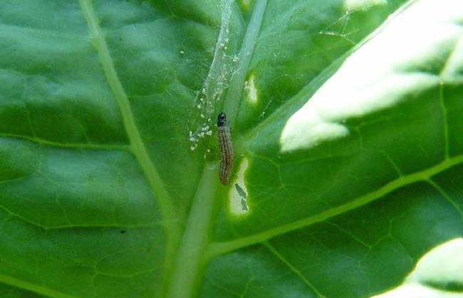 青菜主要虫害的防治方法