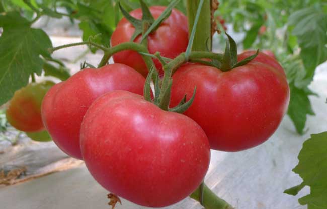 西红柿种子怎么种？