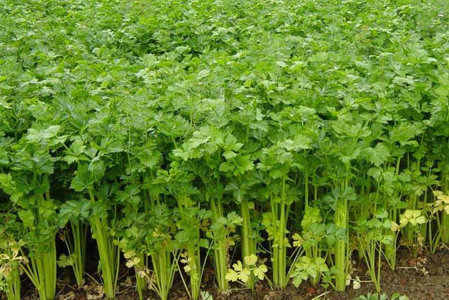 芹菜的种植时间