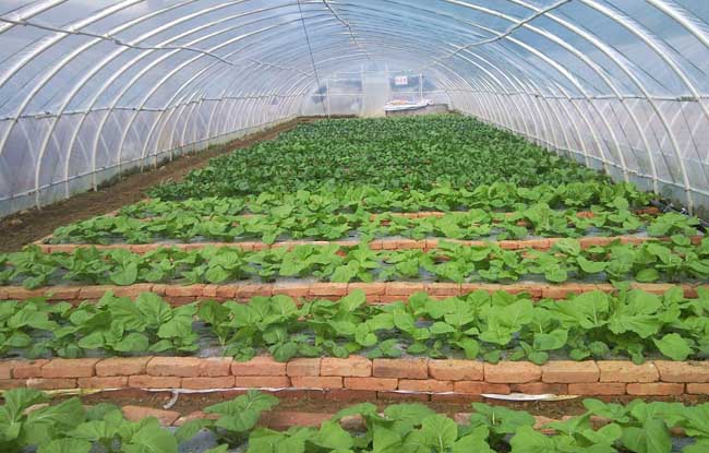 如何使温室蔬菜安全越冬
