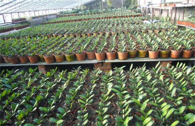 君子兰的人工种植方法 农村致富网
