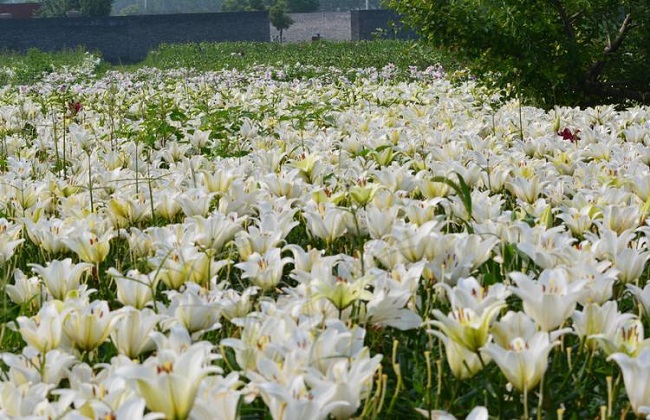 百合花的种子怎么种植？