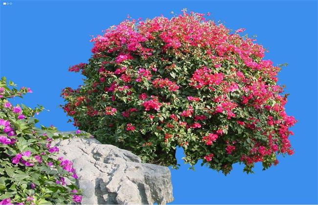 三角梅烂根怎么办