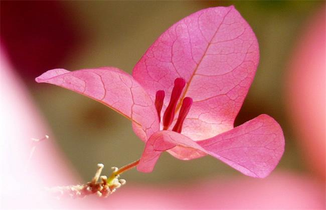 三角梅烂根怎么办