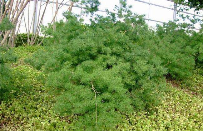 蓬莱松盆景制作方法和后期养护