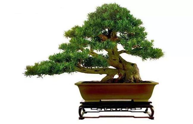 蓬莱松盆景制作方法和后期养护