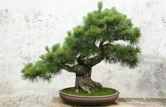 蓬莱松盆景制作方法和后期养护