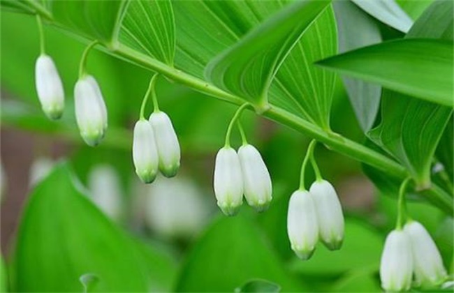 玉竹烂根原因及防治方法