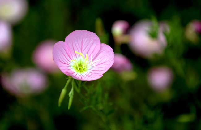 月见草怎样播种