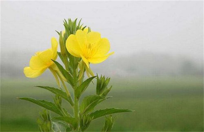月见草怎样播种