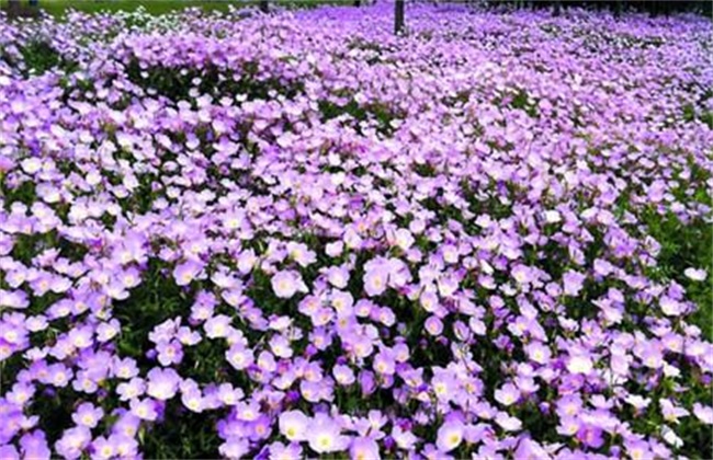 月见草怎样播种