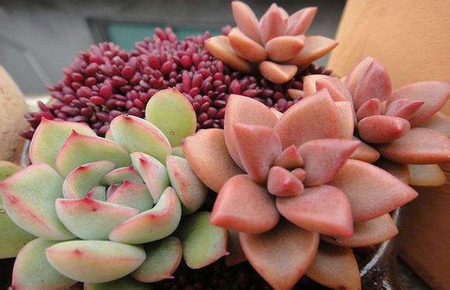 新手种植多肉需要注意哪些事项
